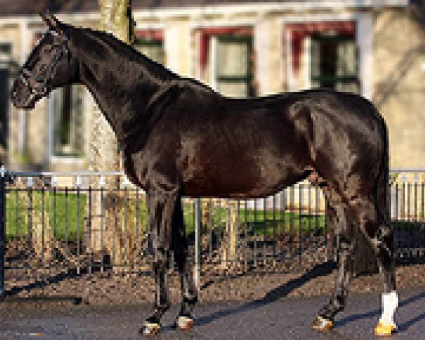 broodmare Velrite M (KWPN (Royal Dutch Sporthorse), 2002, from Indoctro)