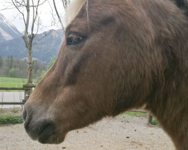 dressage horse Little Luna (Knabstrupper, 1998, from Mads af Mesballe)