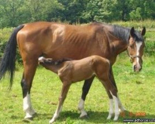 broodmare Artifleur (KWPN (Royal Dutch Sporthorse), 2005, from Prestige)