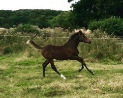 dressage horse DC Dolly Furstin (anglo european sporthorse, 2016, from Dream On)