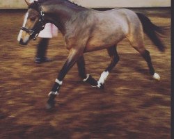 dressage horse Ottavio Bugatti (German Riding Pony, 2014, from Grenzhoehes Olivier K WE)