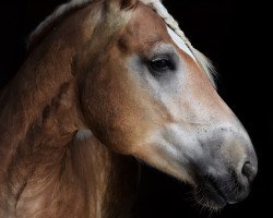 horse Mephisto (Haflinger, 2008, from Manitoba)