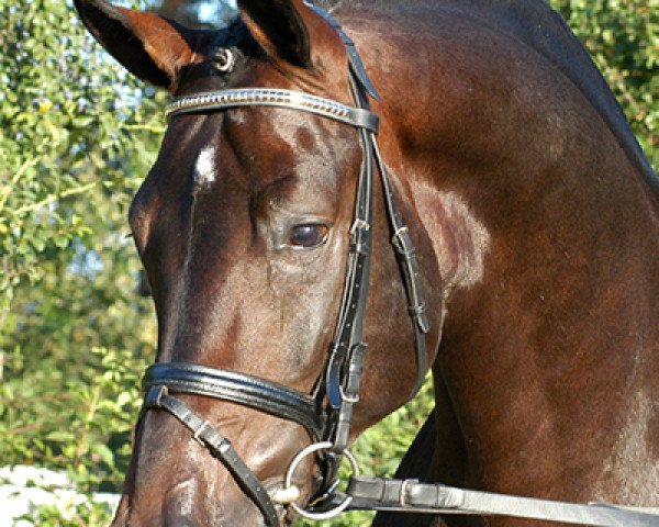 stallion Sandro King (Oldenburg, 1998, from Sandro Hit)