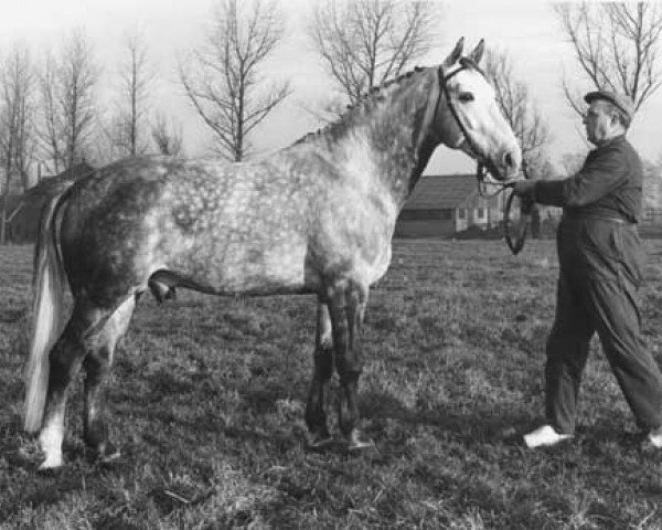 Deckhengst Koopman (Koninklijk Warmbloed Paardenstamboek Nederland (KWPN), 1969, von Millers Grey xx)