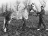 stallion Koopman (Dutch Warmblood, 1969, from Millers Grey xx)