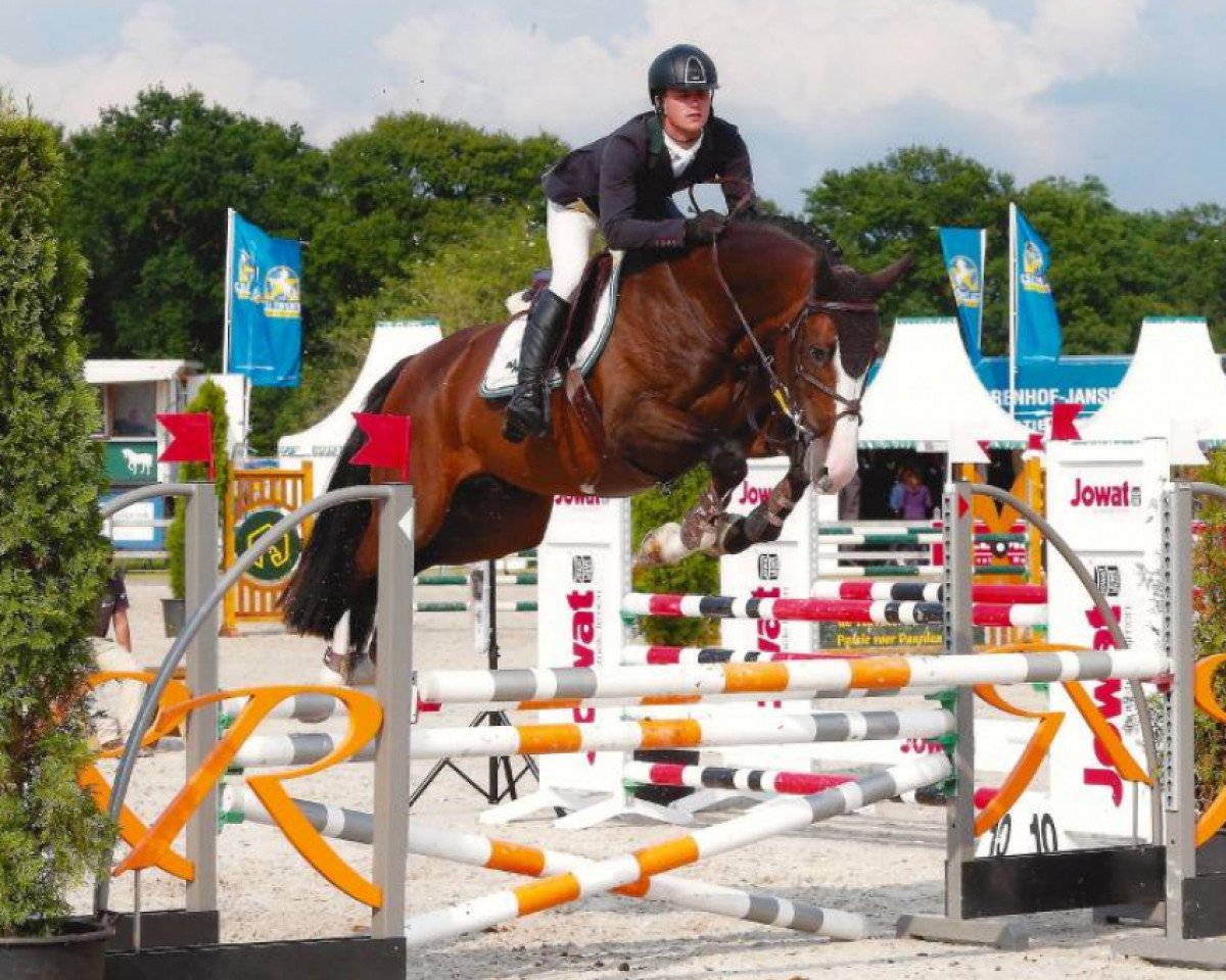 Springpferd Evert (KWPN (Niederländisches Warmblut), 2009, von VDL Harley)