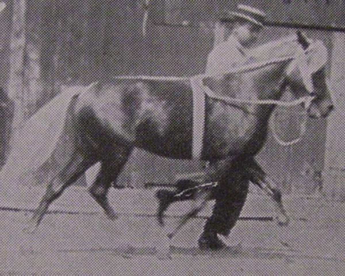 Deckhengst Orloff (Shetland Pony, 1909, von Jap)