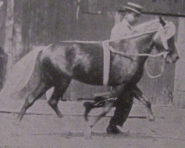 stallion Orloff (Shetland Pony, 1909, from Jap)