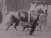 Deckhengst Orloff (Shetland Pony, 1909, von Jap)