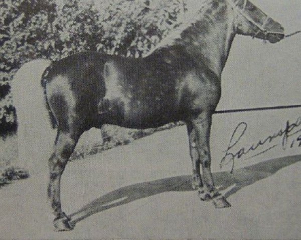 Deckhengst Billy Boy Crescent (American Classic Shetl. Pony, 1930, von Silver Crescent)