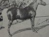 stallion Billy Boy Crescent (American Classic Shetler. Pony, 1930, from Silver Crescent)