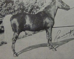 stallion Billy Boy Crescent (American Classic Shetler. Pony, 1930, from Silver Crescent)