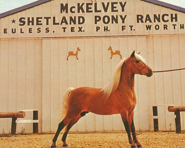 Deckhengst Golden Boy Crescent (American Classic Shetl. Pony, 1946, von Billy Boy Crescent)