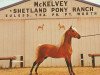 Deckhengst Golden Boy Crescent (American Classic Shetl. Pony, 1946, von Billy Boy Crescent)