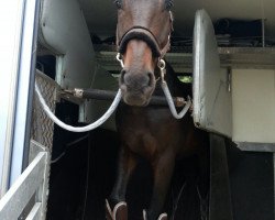 jumper Shadow Spirit (Hanoverian, 2008, from Stolzenberg)