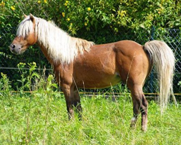 Deckhengst O'Keefe's Little Red Boy (American Classic Shetl. Pony, 1991, von Captain Jim's Crescent King)