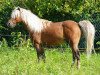 stallion O'Keefe's Little Red Boy (American Classic Shetler. Pony, 1991, from Captain Jim's Crescent King)