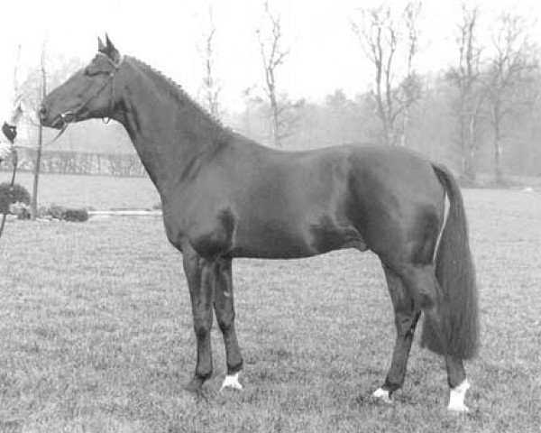 stallion Garmisch (KWPN (Royal Dutch Sporthorse), 1993, from Grannus)
