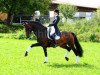 dressage horse Carry Gold (Holsteiner, 2000, from Carry)