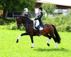 dressage horse Carry Gold (Holsteiner, 2000, from Carry)