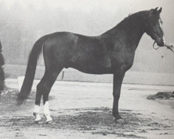 stallion Arax Sahib ox (Arabian thoroughbred, 1971, from Ibn Susam ox)