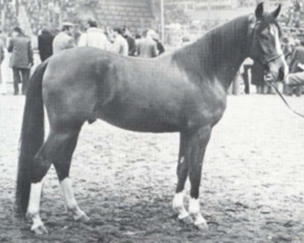 Deckhengst Sarouch ox (Vollblutaraber, 1975, von Plakat ox)