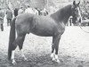 stallion Sarouch ox (Arabian thoroughbred, 1975, from Plakat ox)