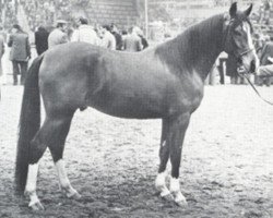 stallion Sarouch ox (Arabian thoroughbred, 1975, from Plakat ox)