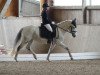 broodmare Clarisa T (German Riding Pony, 2007, from Crocodile Rock)