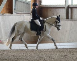 broodmare Clarisa T (German Riding Pony, 2007, from Crocodile Rock)