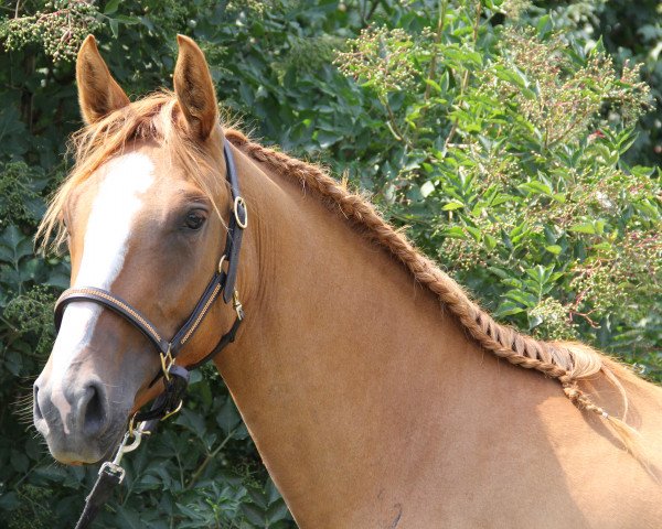 broodmare Daylight JB (German Riding Pony, 2013, from Dornik B)