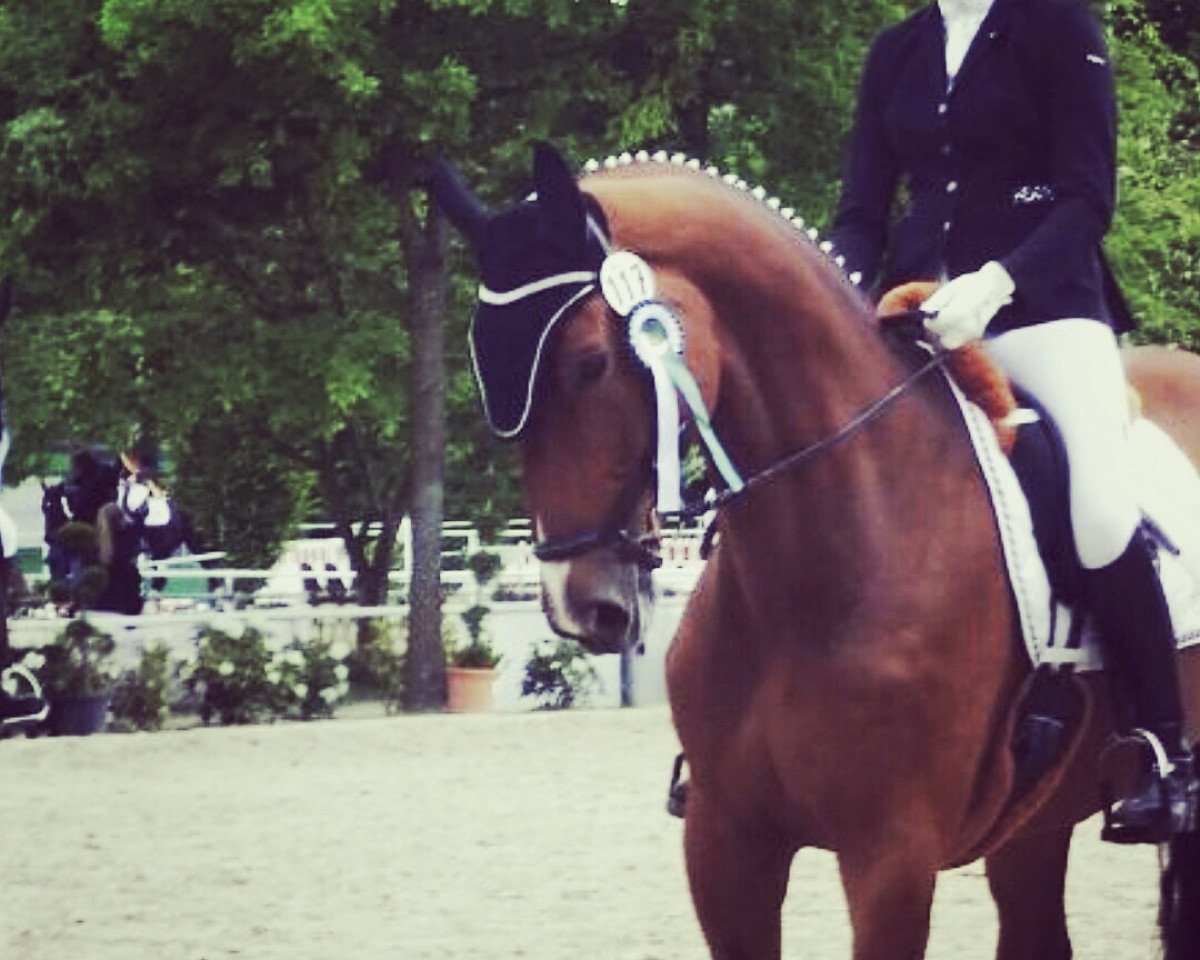 broodmare Heidefeh Havanja (Westphalian, 2008, from Hotline)