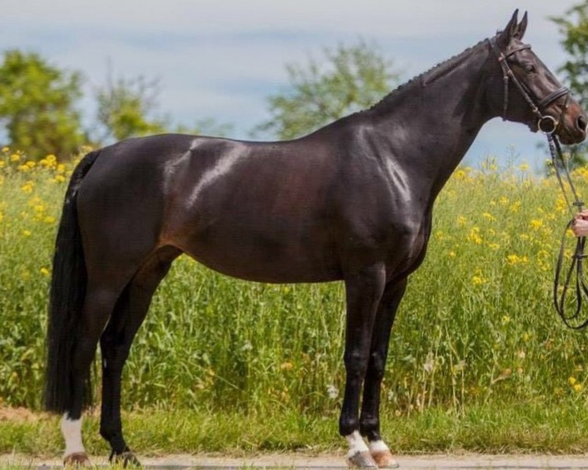 dressage horse Sidathe 3 (Württemberger, 2008, from Sunny Day)