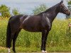 dressage horse Sidathe 3 (Württemberger, 2008, from Sunny Day)