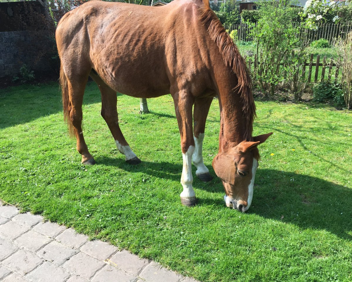 Zuchtstute Dancing Queen (Westfale, 1994, von Dinard L)