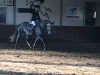 jumper Catching Fire 10 (Oldenburg show jumper, 2013, from Gavi)