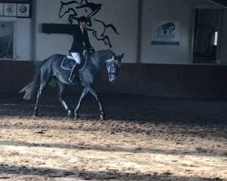 jumper Catching Fire 10 (Oldenburg show jumper, 2013, from Gavi)