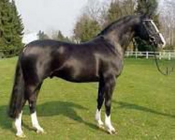 stallion Redwine (Hanoverian, 2000, from Rotspon)