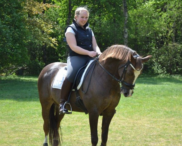 Pferd Aaldonk's Romanov (Nederlands Welsh Ridepony, 2001, von Bokkesprong Casjmier)