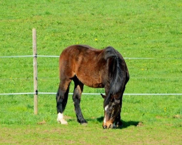 horse Fridolin (Württemberger, 1987, from Freimut)