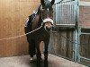 dressage horse Rodrigo 81 (Westphalian, 2000, from Regardez)