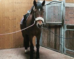 dressage horse Rodrigo 81 (Westphalian, 2000, from Regardez)