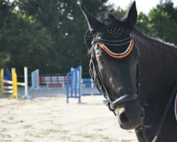 dressage horse Doc Hoolydey (German Riding Pony, 2004, from Der feine Lord AT)