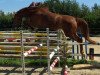 jumper Claudio Z (Zangersheide riding horse, 2013, from Clintissimo 197 FIN)