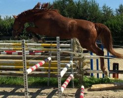 jumper Claudio Z (Zangersheide riding horse, 2013, from Clintissimo 197 FIN)