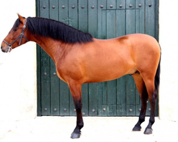 stallion Educado (Pura Raza Espanola (PRE),  , from Educado X)