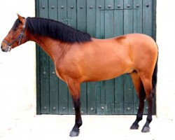 stallion Educado (Pura Raza Espanola (PRE),  , from Educado X)