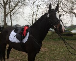 dressage horse Louis D'Agron (Oldenburg, 2012, from Lexicon)