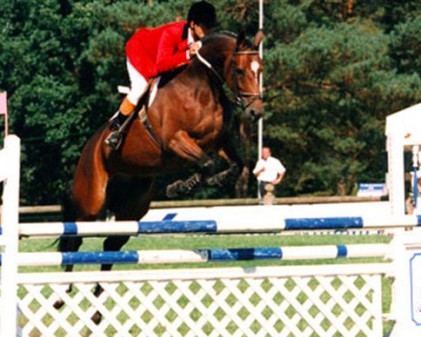 Zuchtstute Diamond de Bloye (Selle Français, 1991, von Quidam de Revel)