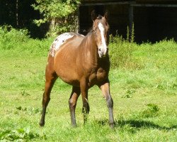 horse WR Mighty Gino Goer (Appaloosa, 2013)